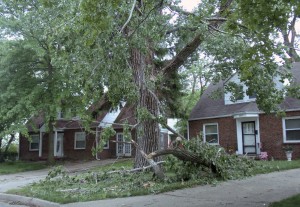Downed tree-1
