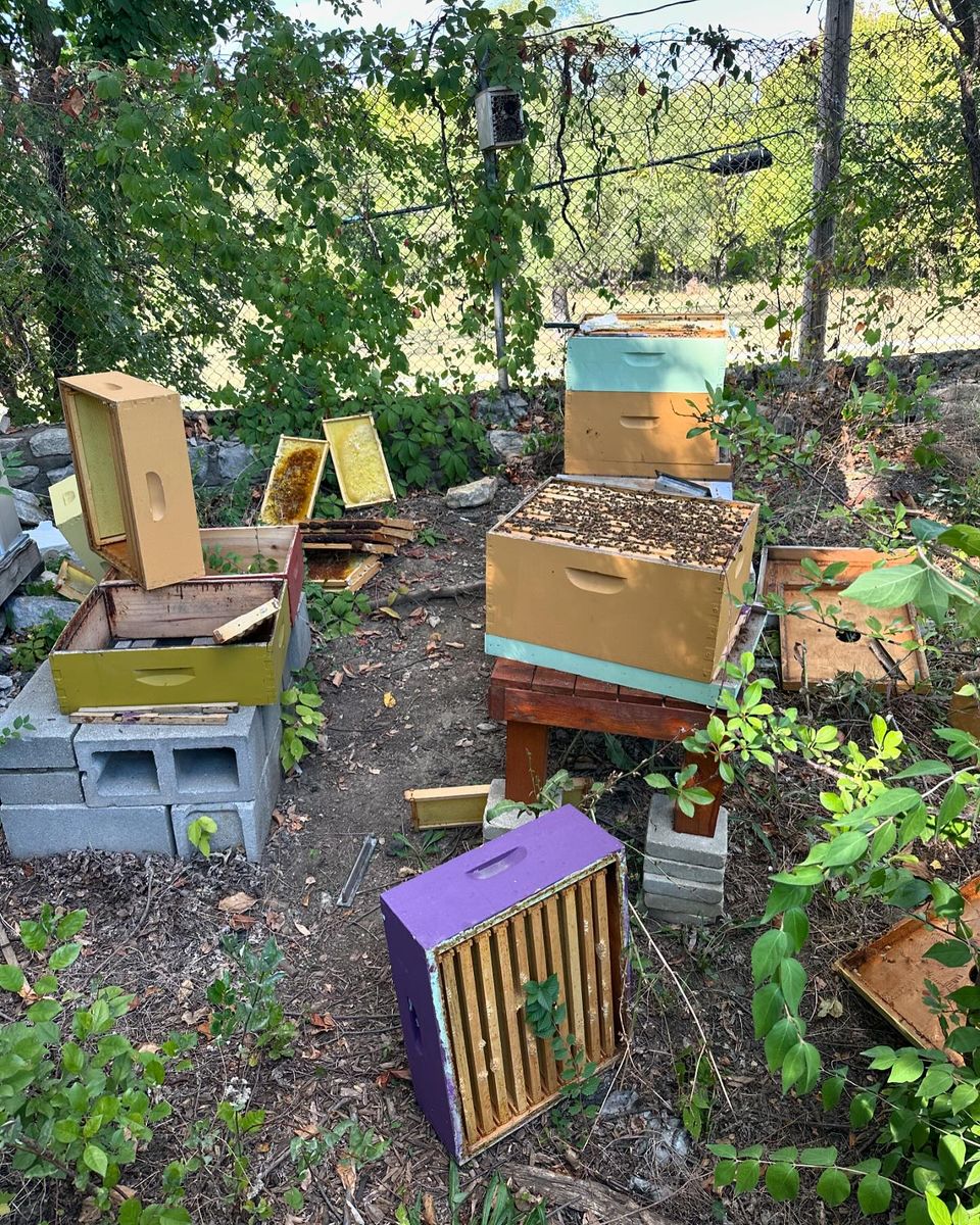 Community Orchard Bee Colonies Suffer Vandalism