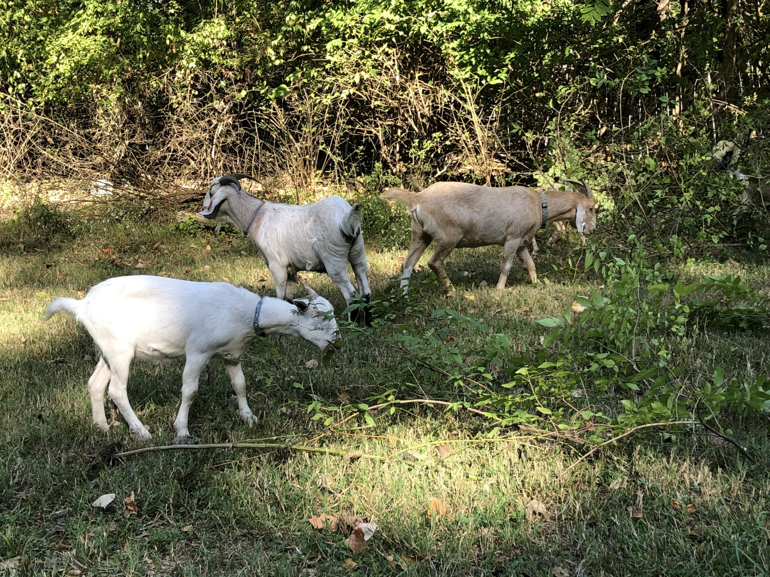 Cliff Drive Goat Herd Chews and Charms